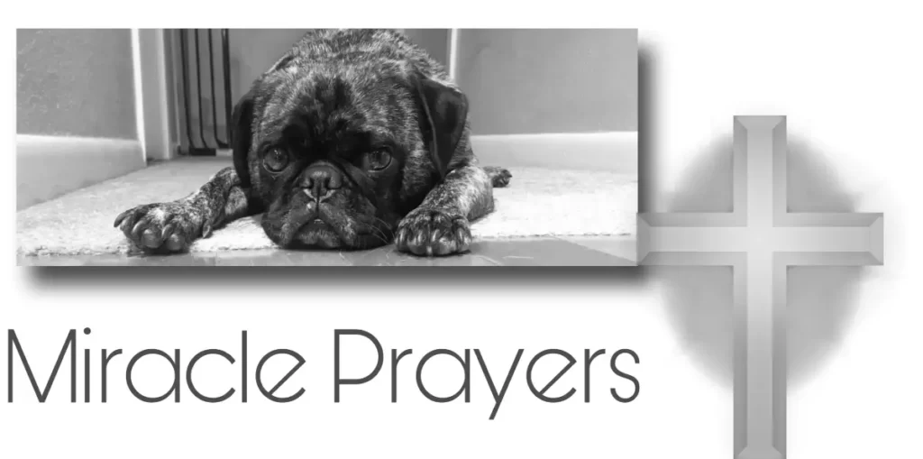 miracle prayer for sick dog