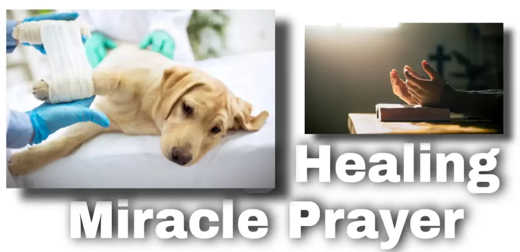 prayer for dog going into surgery